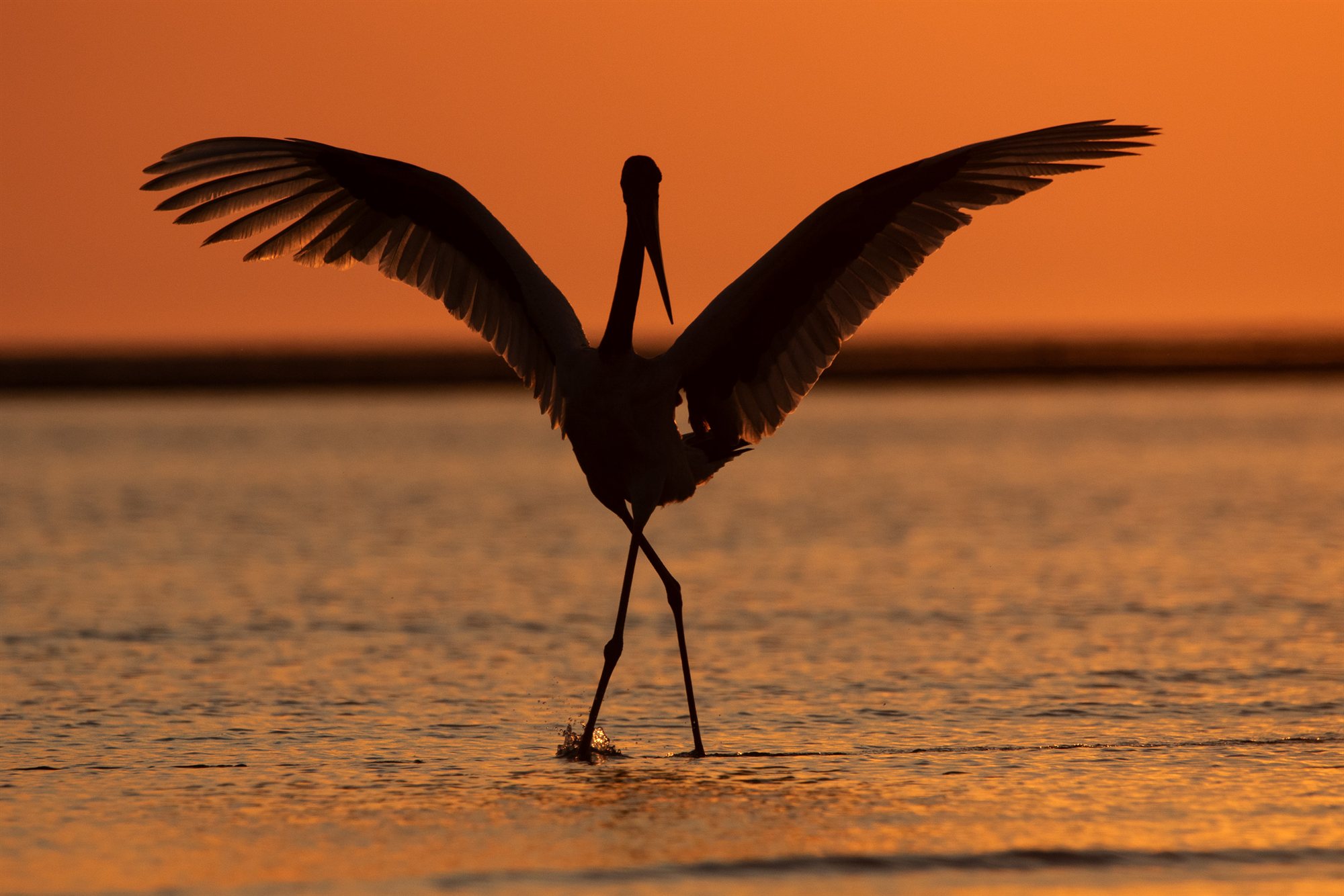 Black-necked Stork, Darwin, Northern Territory.