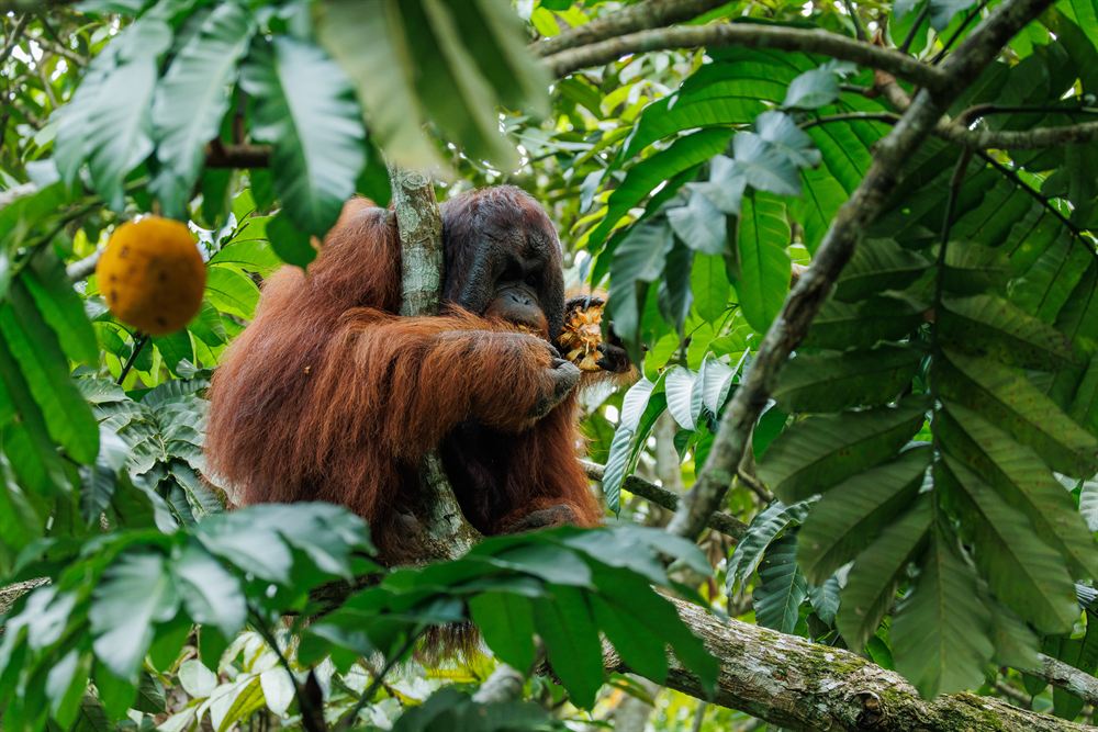 Bornean Orangutan, Rainforest Discovery Centre, Borneo, Malaysia.
