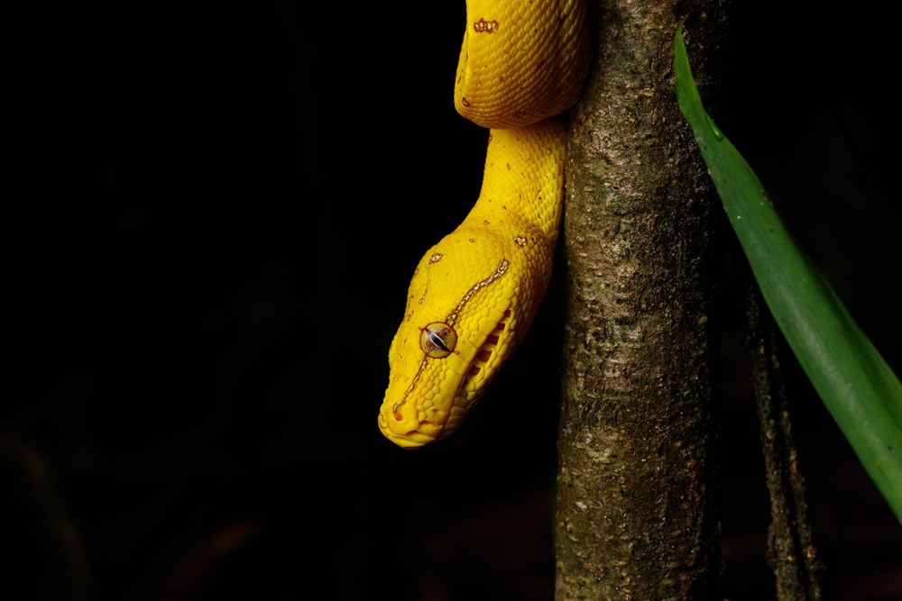 Green Python, Iron Range National Park, Queensland.