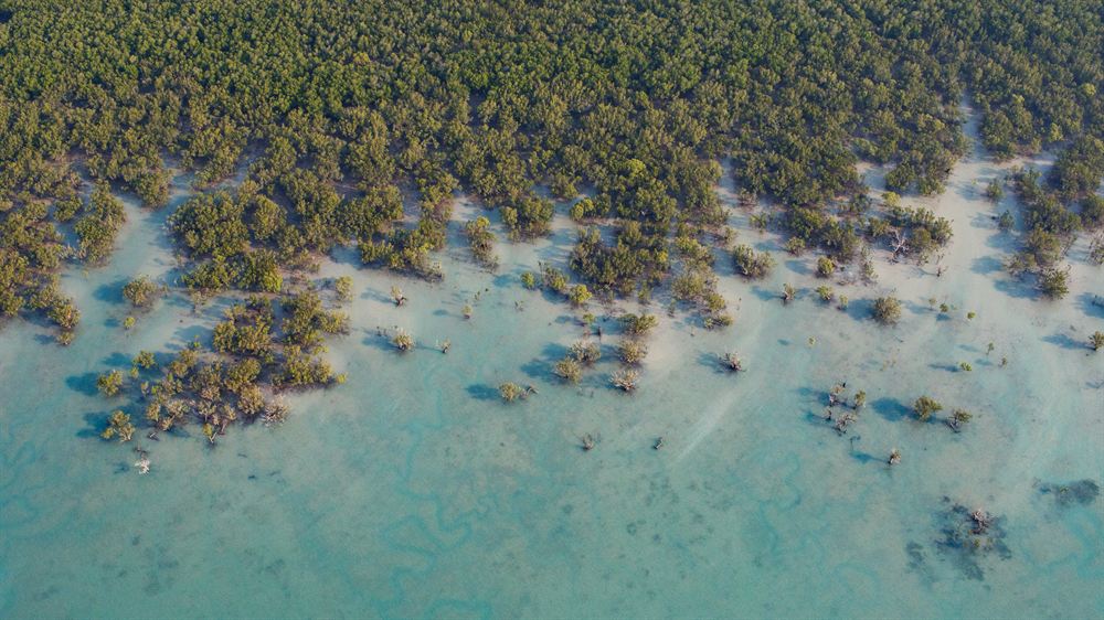 Mangroves from the air, Hunter River, Kimberley, Western Australia.