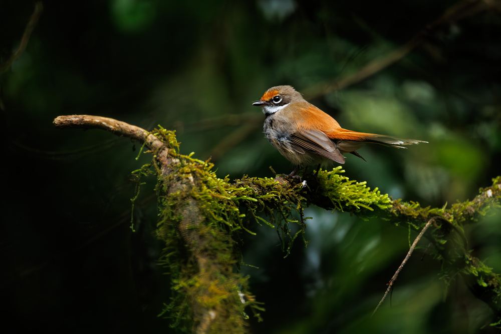 Rufous Fantail, Border Ranges National Park, New South Wales.